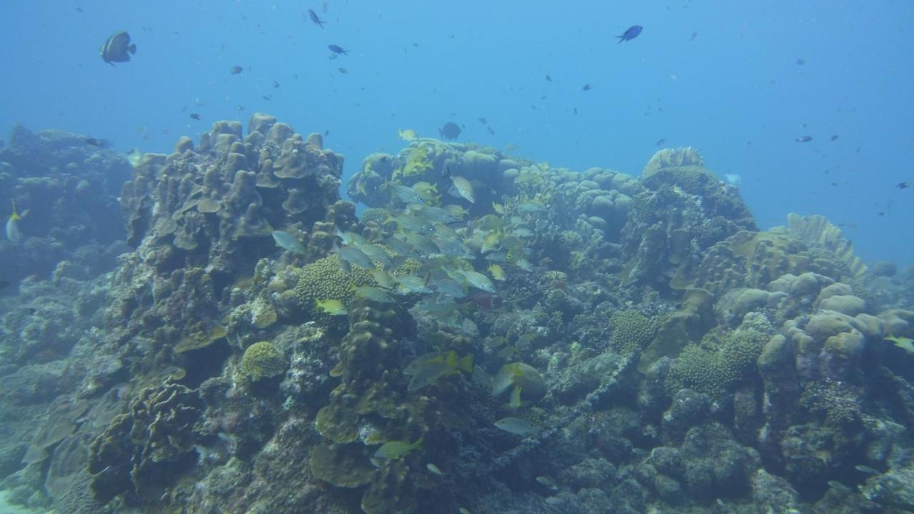 Marazul Dive Resort. 3 Bedroom Seafront House. Dive, Snorkel, Enjoy Amazing Sunsets Westpunt Exterior photo